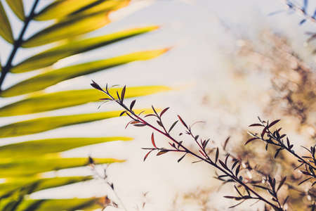 close-up of New Zealand Tea Bush plant with dark leaves and palm tree bokeh shot at extremely...