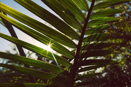 close-up of Majesty palm frond (Ravenea rivularis) outdoor in sunny backyard with sun flare shot at shallow depth of fieldの写真素材