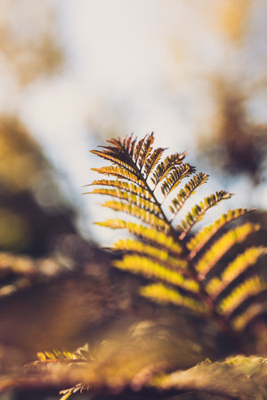 native Australian jacaranda plant outdoor in beautiful tropical backyard shot at extremely shallow depth of fieldの写真素材