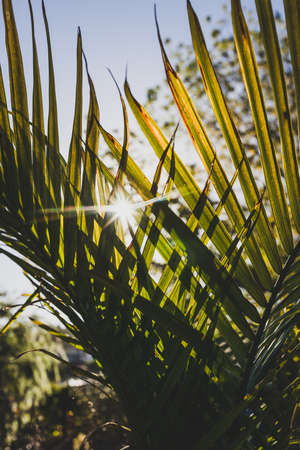 close-up of Majesty palm frond (Ravenea rivularis) outdoor in sunny backyard with sun flare shot at shallow depth of fieldの写真素材