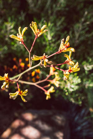 native Australian kangaroo paw plant with orange and yellow flowers outdoor in beautiful tropical...