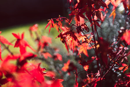 red japanese maple plant outdoor shining in the sunshine, close-up shot at extremely shallow depth...