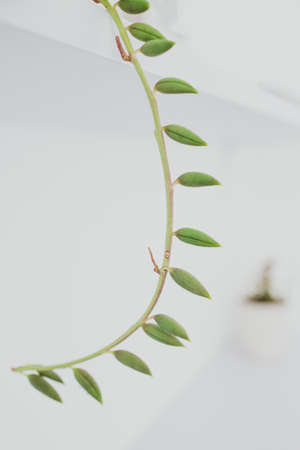 Senecio succulent plant in white pot indoor on shelf surrounded by white walls in minimalist composition, concept of indoor gardening and house plantsの写真素材