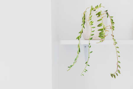 Senecio succulent plant in white pot indoor on shelf surrounded by white walls in minimalist composition, concept of indoor gardening and house plantsの写真素材