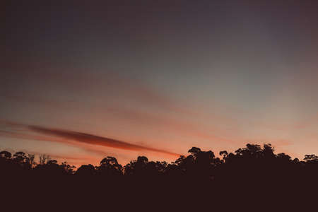 majestic pink sunset over the mountains with eucalyptus gum trees silhouettes shot in Tasmania in winterの写真素材