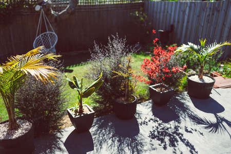 red Japanese maple and palm trees in idyllic sunny backyard with lots of tropical plants shot in Australiaの写真素材