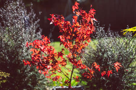 red Japanese maple and palm trees in idyllic sunny backyard with lots of tropical plants shot in Australiaの写真素材