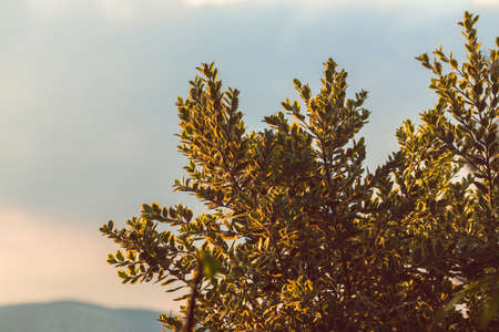 New Zealand Christmas bush with beautiful sunset sky and mountins in the background, telephoto shot at shallow depth of fieldの写真素材