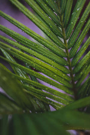 palm frond with raindrops from a tropical storm, close-up shot at extremely shallow depth of fieldの写真素材