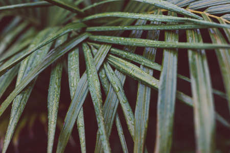 palm frond with raindrops from a tropical storm, close-up shot at extremely shallow depth of fieldの写真素材