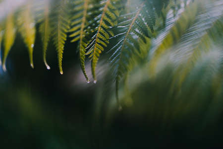 fern frond with rain drops on its leaves, close-up shot at extremely shallow depth of fieldの写真素材