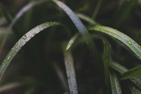 native Australian Dianella Tasmanica flax-lily plant covered in raindrops in tropical backyard,...