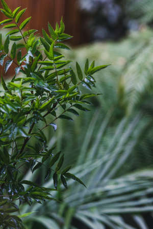 tecoma plant outdoor in tropical backyard with plant and fern bokeh, close-up shot at shallow depth...