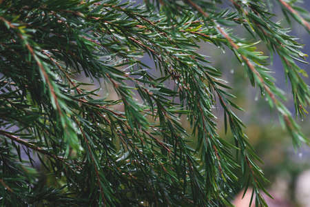 native Australian calistemon plant outdoor with rain drops from tropical rain shot at shallow depth...