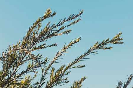 native Australian calistemon plant outdoor with blue sky in the background shot at shallow depth of fieldの写真素材