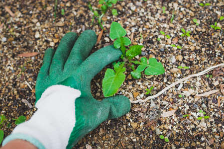 weeds removed by hand wearing gardening gloves, concept of gardening and taking care of your...
