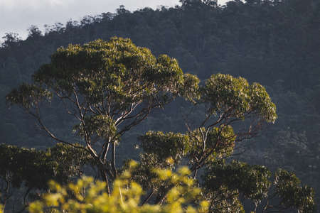 native Australian eucalypus gum tree surrounded by thick bush vegetation with golden light shining on itの写真素材