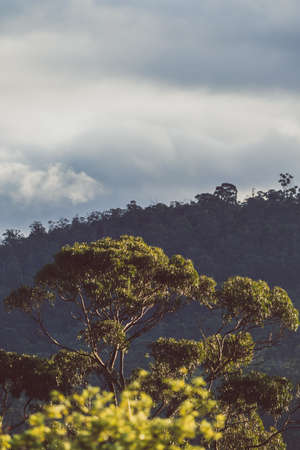 native Australian eucalypus gum tree surrounded by thick bush vegetation with golden light shining...