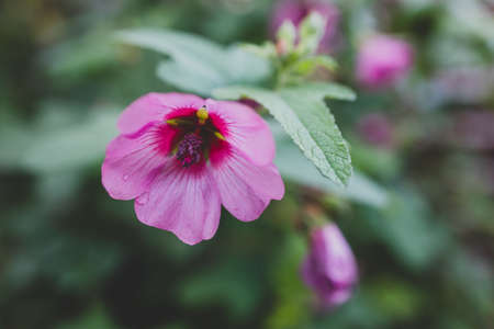 pink hibiscus plant outdoor with plenty of flowers in sunny backyard, close-up shot at shallow depth...