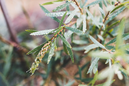 native Australian callistemon plant outdoor in beautiful tropical backyard shot at shallow depth of...