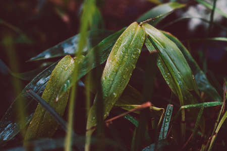 bamboo plant outdoor with raindrops on its leaves, close-up shot at shallow depth of field