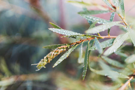 native Australian callistemon plant outdoor in beautiful tropical backyard shot at shallow depth of fieldの写真素材