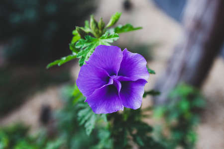 purple hibiscus plant with flower about to bloom creating a beautiful simmetry, close-up shot at shallow depth of fieldの写真素材