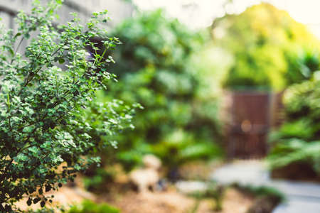 Australian native oregano prostanthera rotundifolia mint bush surrounded by idyllic sunny backyard with lots of tropical Australian native plants shot at shallow depth of fieldの写真素材