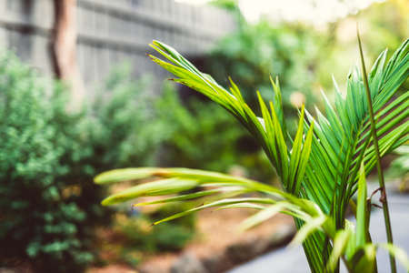 palm tree surrounded by idyllic sunny backyard with lots of tropical Australian native plants shot at shallow depth of fieldの写真素材