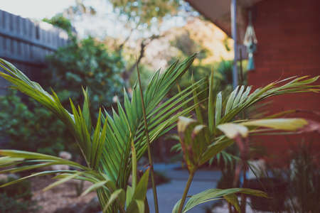 lush palm tree surrounded by idyllic sunny backyard with lots of tropical Australian native plants and red brick exterior wall on the side shot at shallow deth of fieldの写真素材