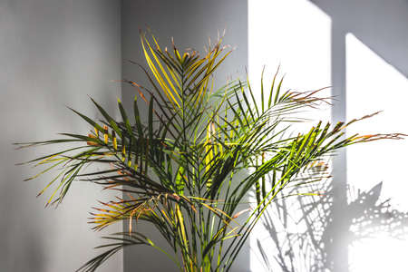 golden cane palm tree in pot indoor by the window with sunshine peaking through creating contrasty lighting on itの写真素材