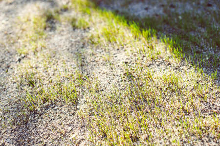 close-up of new grass blades shining in the sunlight and growing from sandy soil shot at shallow...