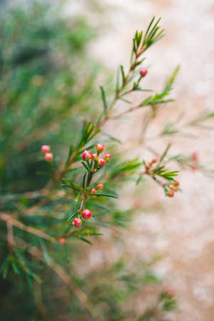 native Australian Geraldton Wax plant outdoor in beautiful tropical backyard shot at shallow depth of fieldの写真素材
