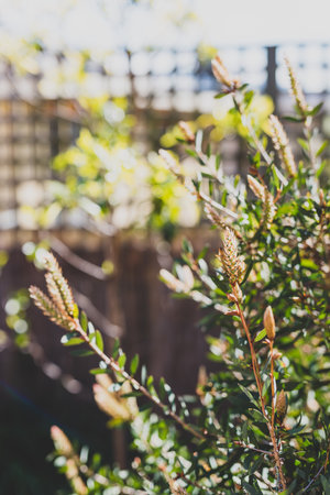 native Australian yellow callistemon plant outdoor in beautiful tropical backyard shot at shallow depth of fieldの写真素材