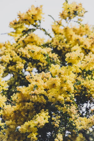 native Australian yellow wattle tree in full bloom outdoor with overcast sky shot at shallow depth of fieldの写真素材
