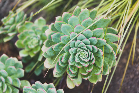 echeveria desert rose succulent plant outdoor in sunny backyard, close-up shot at shallow depth of fieldの写真素材