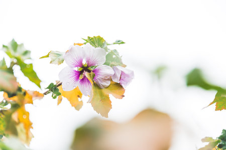 hibiscus syriacus althea rose of sharon flower (also called aphhrodite hibiscus) with purple and white colors and overcast sky in the backgroundの写真素材