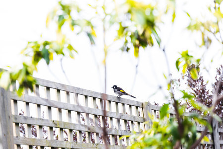 honeyeater New Holland bird on top of fence in tropical backyard, shot at shallow depth of fieldの写真素材