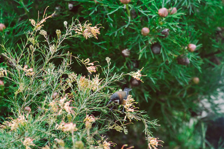 bird sitting on native Australian grevillea semperflorens outdoor in sunny backyard, shot at shallow depth of fieldの写真素材