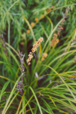 lomandra grass outdoor in sunny backyard, close-up shot at shallow depth of fieldの写真素材