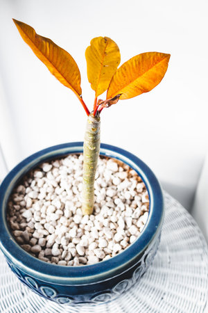 frangipani plant indoor in blue pot with yellow leaves in winter, shot at shallow depth of fieldの写真素材