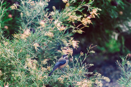 bird sitting on native Australian grevillea semperflorens outdoor in sunny backyard, shot at shallow...