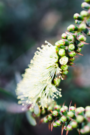 native Australian yellow callistemon plant outdoor in beautiful tropical backyard shot at shallow...