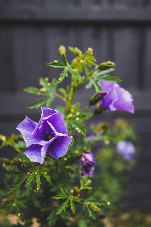 purple hibiscus plant outdoor in sunny backyard, close-up shot at shallow depth of field