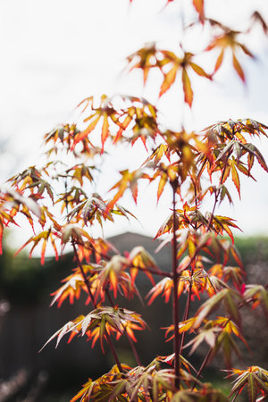 Japanese red maple plant outdoor in sunny backyard, close-up shot at shallow depth of fieldの写真素材