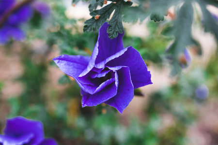 purple hibiscus plant outdoor in sunny backyard, close-up shot at shallow depth of fieldの写真素材