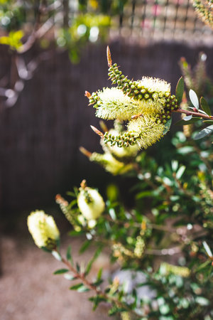 native Australian yellow callistemon plant outdoor in beautiful tropical backyard shot at shallow depth of fieldの写真素材