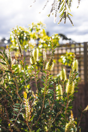 native Australian yellow callistemon plant outdoor in beautiful tropical backyard shot at shallow...
