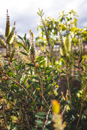 native Australian yellow callistemon plant outdoor in beautiful tropical backyard shot at shallow depth of fieldの写真素材