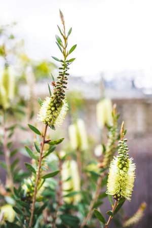 native Australian yellow callistemon plant outdoor in beautiful tropical backyard shot at shallow depth of fieldの写真素材